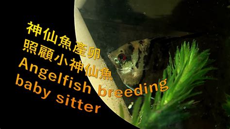 神仙魚產卵幾天孵化